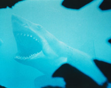 This is an image of Photograph & Poster of Jaws 297722