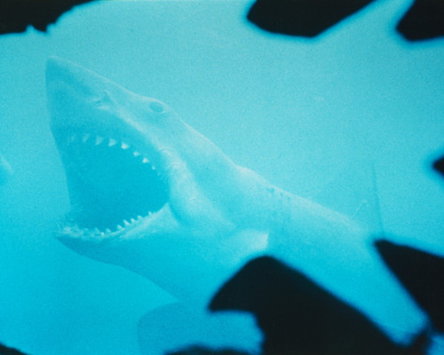 This is an image of Photograph & Poster of Jaws 297722