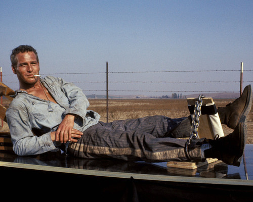 This is an image of Photograph & Poster of Paul Newman 297993