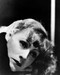 This is an image of Photograph & Poster of Greta Garbo 196655 This is an image of Photograph & Poster of Greta Garbo 196655