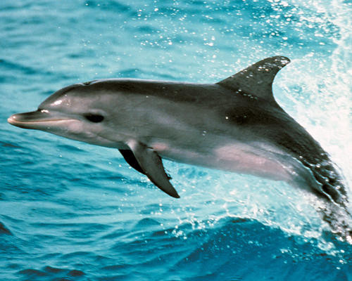 This is an image of Photograph & Poster of Flipper 289877