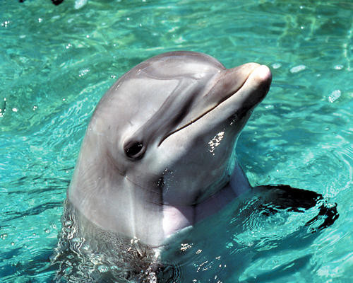 This is an image of Photograph & Poster of Flipper 289884