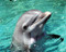 This is an image of Photograph & Poster of Flipper 289884