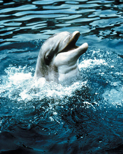This is an image of Photograph & Poster of Flipper 289888