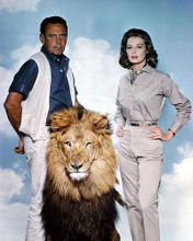 This is an image of Photograph & Poster of The Lion 290946