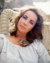 This is an image of 248342 Elizabeth Taylor Photograph & Poster
