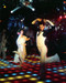 This is an image of 265157 Saurday Night Fever Photograph & Poster