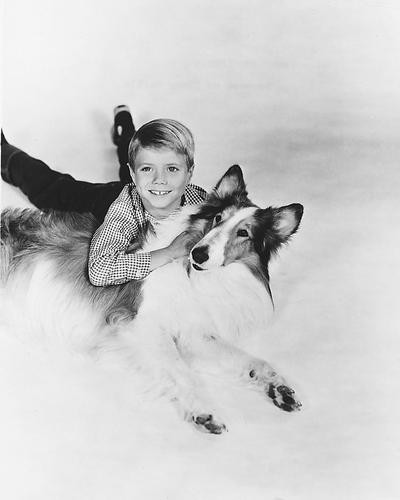 This is an image of 174122 Lassie Photograph & Poster