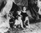 This is an image of 178658 Little Rascals Photograph & Poster
