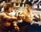 This is an image of 230573 Bruce Lee Photograph & Poster