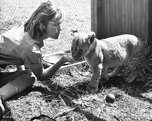 This is an image of 192564 Virginia McKenna Photograph & Poster