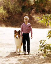 This is an image of 283954 Jon Provost and Lassie Photograph & Poster