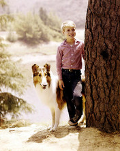 This is an image of 283950 Jon Provost and Lassie Photograph & Poster
