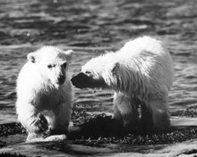 This is an image of Prints & Posters of Walt Disney's White Wilderness 106075