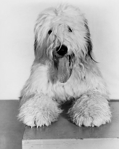 This is an image of Prints & Posters of The Shaggy Dog 106079