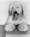 This is an image of Prints & Posters of The Shaggy Dog 106079