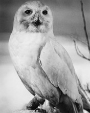 This is an image of Prints & Posters of Walt Disney's White Wilderness 106092