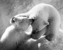 This is an image of Prints & Posters of Walt Disney's White Wilderness 106101