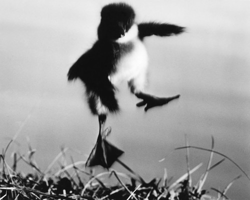 This is an image of Prints & Posters of Walt Disney's White Wilderness 106105