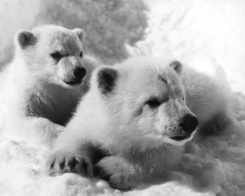 This is an image of Prints & Posters of Walt Disney's White Wilderness 106107