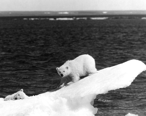 This is an image of Prints & Posters of Walt Disney's White Wilderness 106113