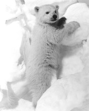 This is an image of Prints & Posters of Walt Disney's White Wilderness 106117