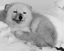 This is an image of Prints & Posters of Walt Disney's White Wilderness 106129