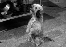 Higgins famous TV and movie dog does begging trick Petticoat Jtn 5x7 inch photo