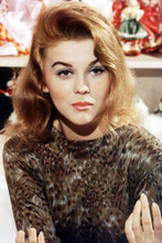 Ann-Margret vintage 4x6 inch real photo #346785