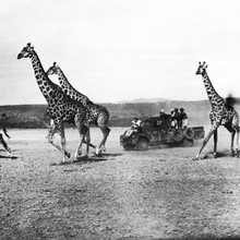 Hatari 1962 John Wayne on Chevrolet Advance lasoos giraffe 12x12 inch photograph