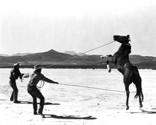 The Misfits Clark Gable Montgomery Clift rope horses in desert 12x18  Poster