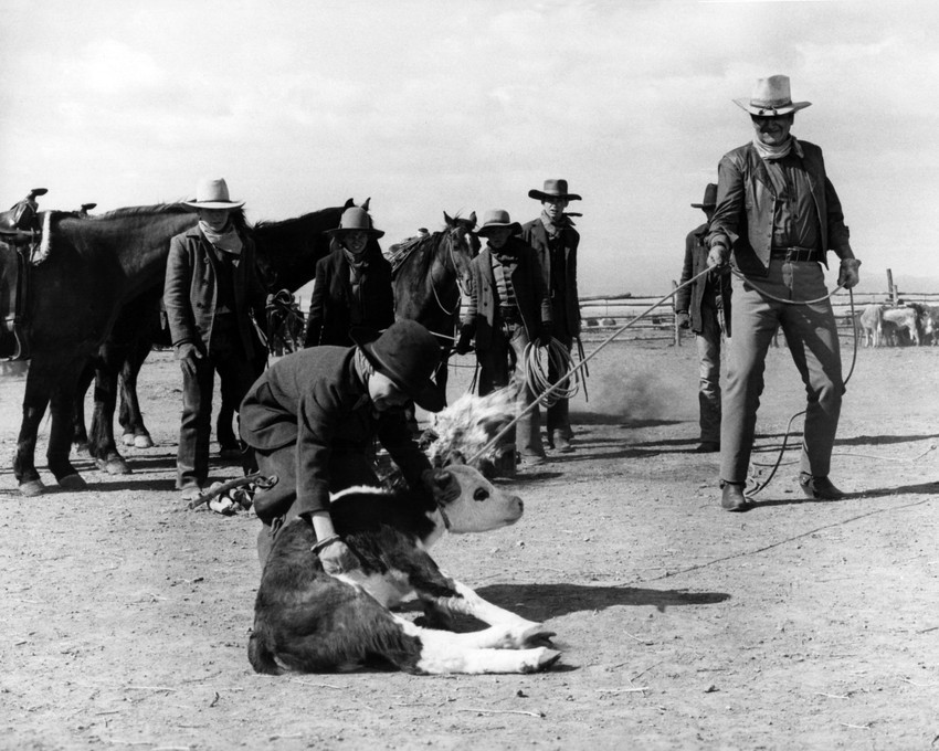 The Cowboys John Wayne A Martinez wrangling baby cow 12x18 Poster ...