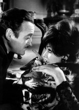 The Pink Panther David Niven looks at Claudia Cardinale on tiger rug 5x7 photo