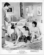 The Ugly Dachshund 1966 8x10 photo Suzanne Pleshette Dean Jones