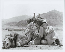 Lawrence of Arabia original 1970's 7x9 TV photo Peter O'Toole sits with camel