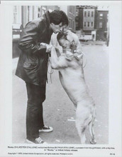 Rocky original 1976 8x10 photo Sylvester Stallone with his dog Butkus