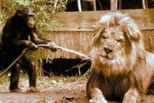 Daktari TV Judy the Chimp hoses down Clarence the Cross Eyed Lion 8x12 photo