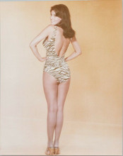 Raquel Welch sexy leggy pin-up in zebra striped swimsuit looking over shoulder