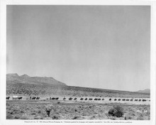 Column South 1953 original 8x10 photo Cavalrymen New mexico Fort Union on patrol