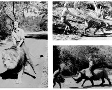 Daktari TV series Cheryl Miller rides Clarence and rhino & with tiger 8x10 photo