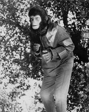 Roddy McDowall on tree branch as Galen 1974 Planet of the Apes TV 8x10 photo