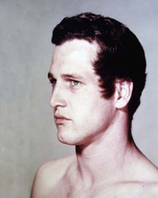 Paul Newman beefcake 1950's era bare-chested studio portrait 8x10 inch photo
