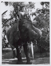 Johnny Weissmuller rides on top of elephant 1936 Tarzan Escapes 8x10 inch photo