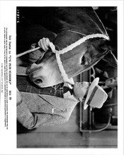I'm From Missouri 1981 release original 8x10 photo Bob Burns with horse