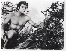Buster Crabbe poses in tree 1933 Tarzan The Fearless 8x10 inch photo