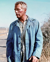 Paul Newman in denim jacket on roadside as Cool Hand Luke 8x10 inch photo