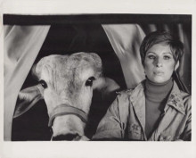 Barbra Streisand 1974 original 8x10 inch photo For Pete's Sake with cow