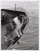 Lassie classic TV series Lassie on bow of boat looking out to sea 7x9 photo
