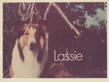 Lassie 1960's TV series original 7x9 inch TV photo Lassie with series title