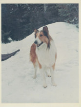 Lassie 1960's TV series CBS original 7x9 inch TV photo Lassie in the snow snipe
